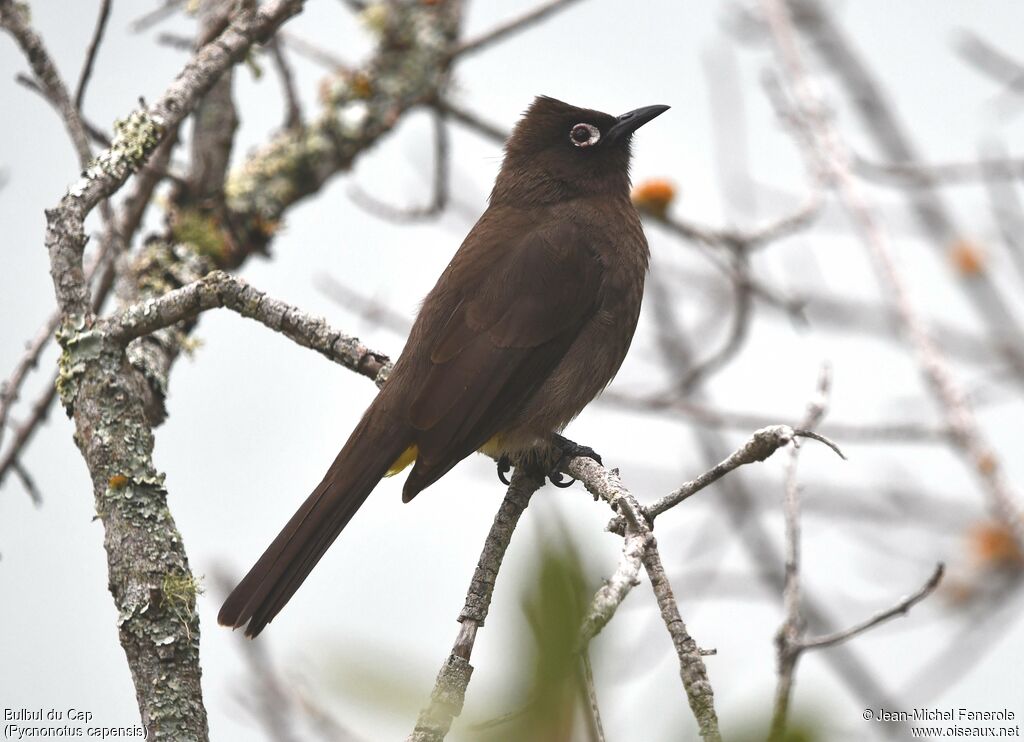 Cape Bulbul