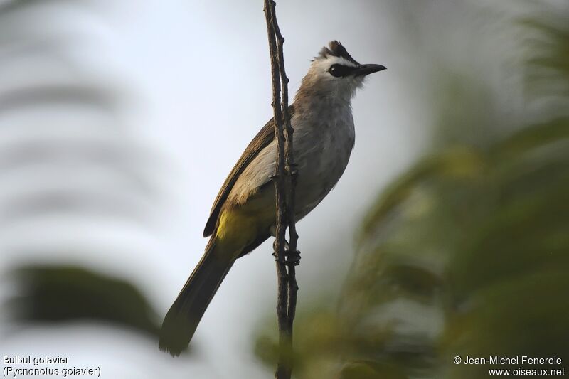 Yellow-vented Bulbul