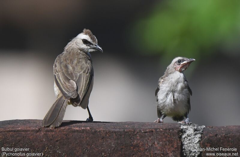 Bulbul goiavier