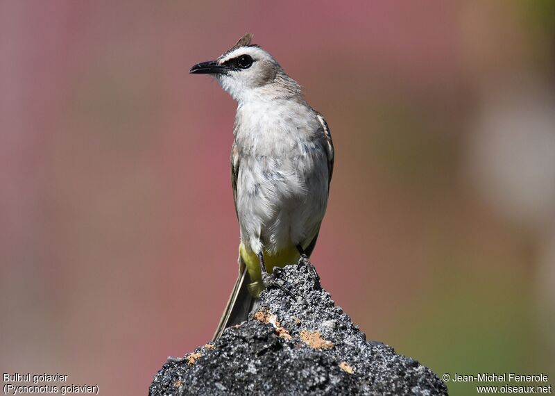 Yellow-vented Bulbul