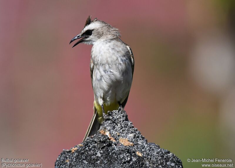 Bulbul goiavier