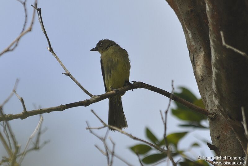 Bulbul importun