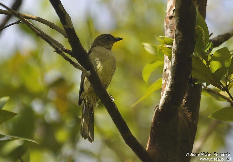 Bulbul importun