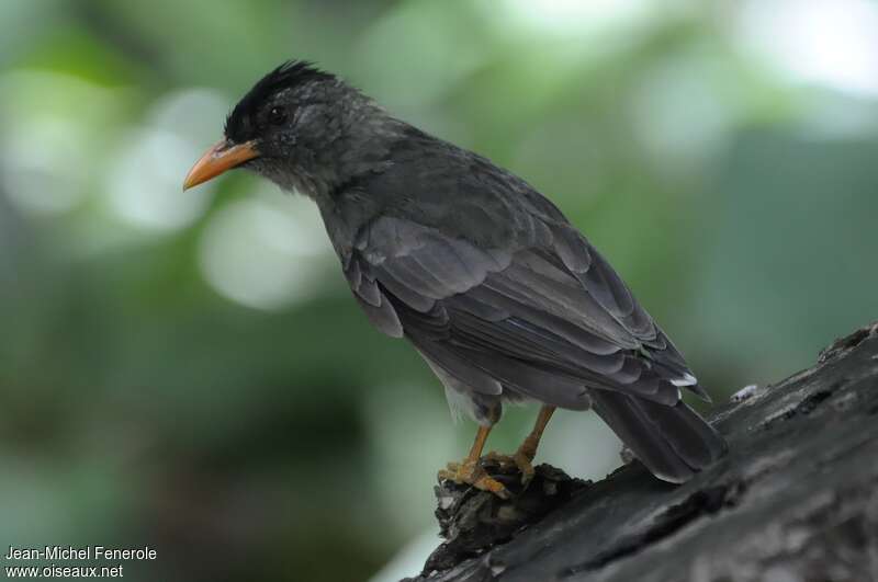 Seychelles Bulbul, identification