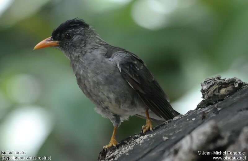 Bulbul merle