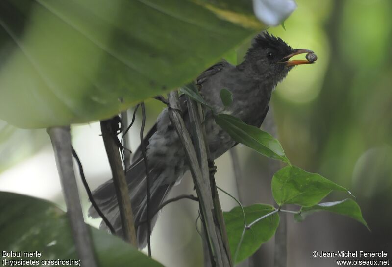 Seychelles Bulbul