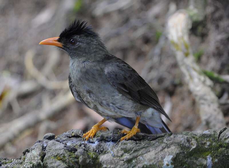 Seychelles Bulbul