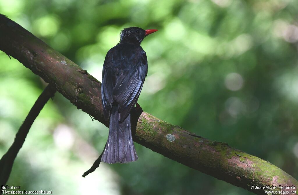Bulbul noir