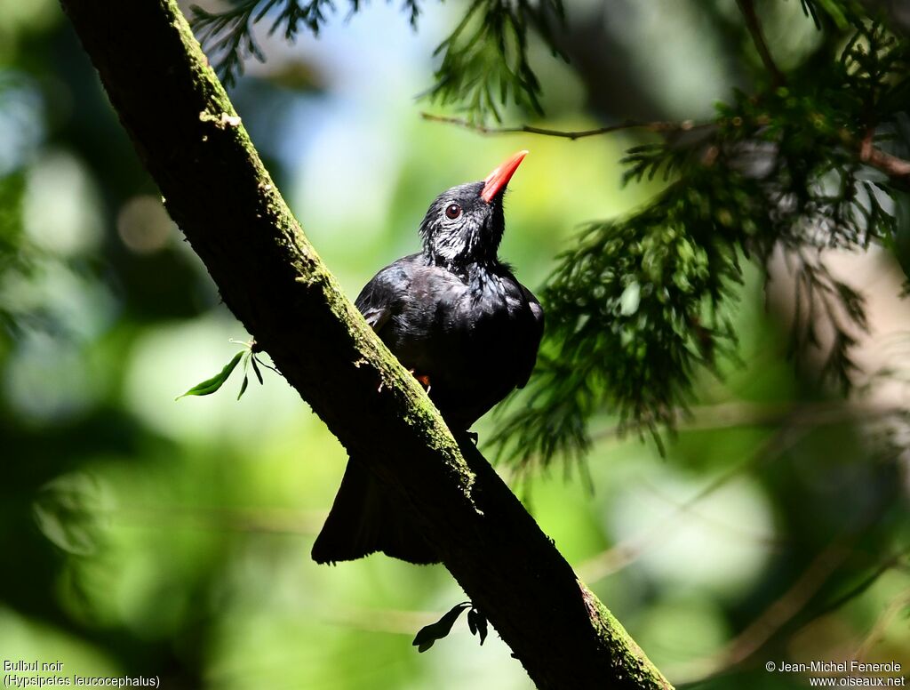 Bulbul noir