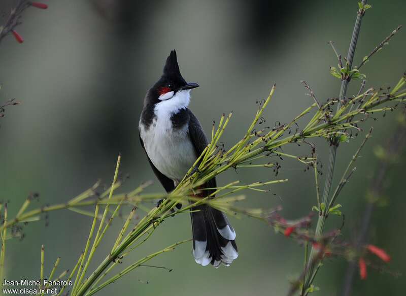 Bulbul orphée