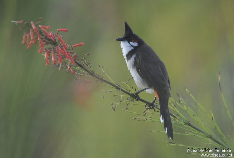 Red-whiskered Bulbul