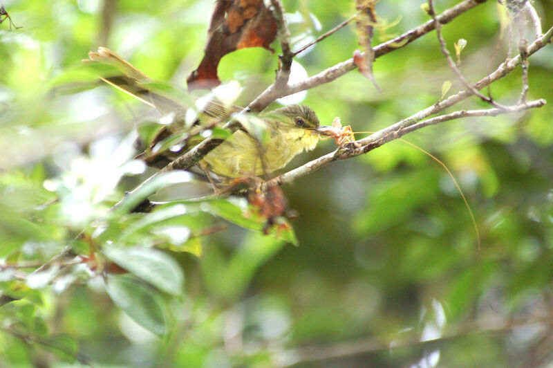 Bulbul tétraka