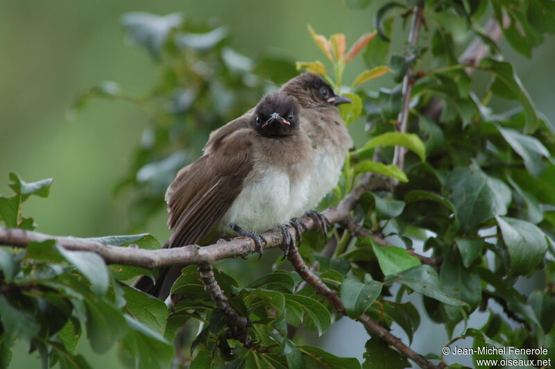 Dark-capped Bulbuljuvenile