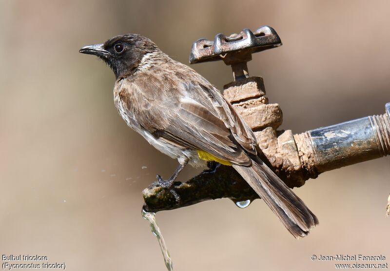 Bulbul tricolore