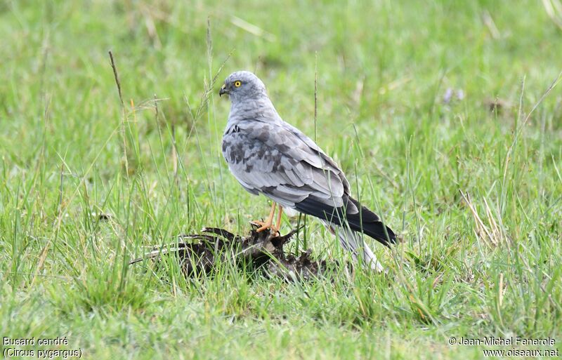 Montagu's Harrier