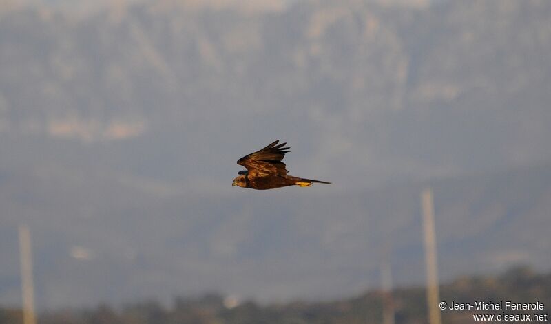 Western Marsh Harrier female adult