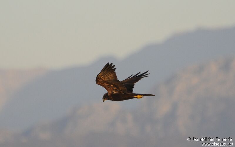 Western Marsh Harrier female adult