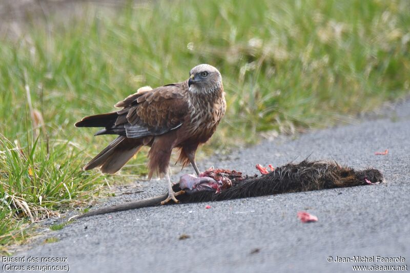 Western Marsh Harrier