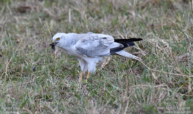 Pallid Harrier