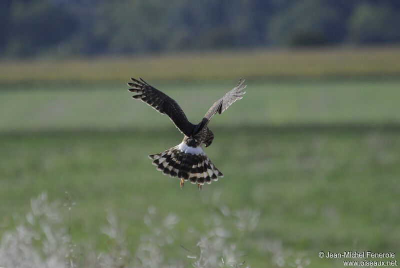 Hen Harrier female adult