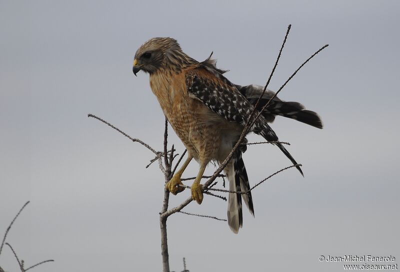 Red-shouldered Hawk