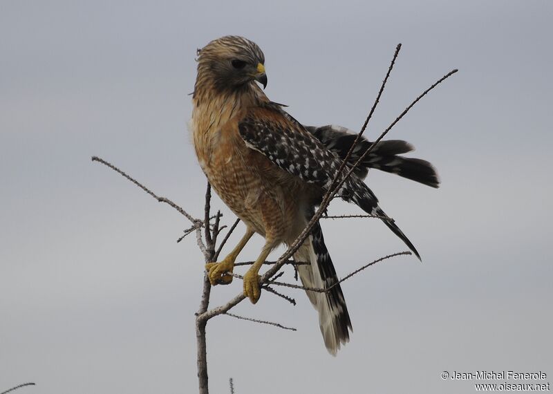 Red-shouldered Hawk