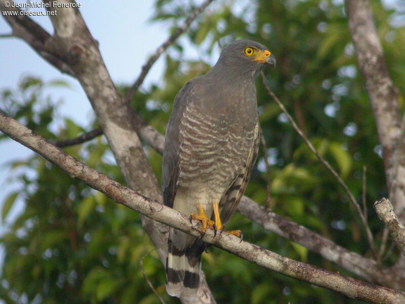 Roadside Hawk