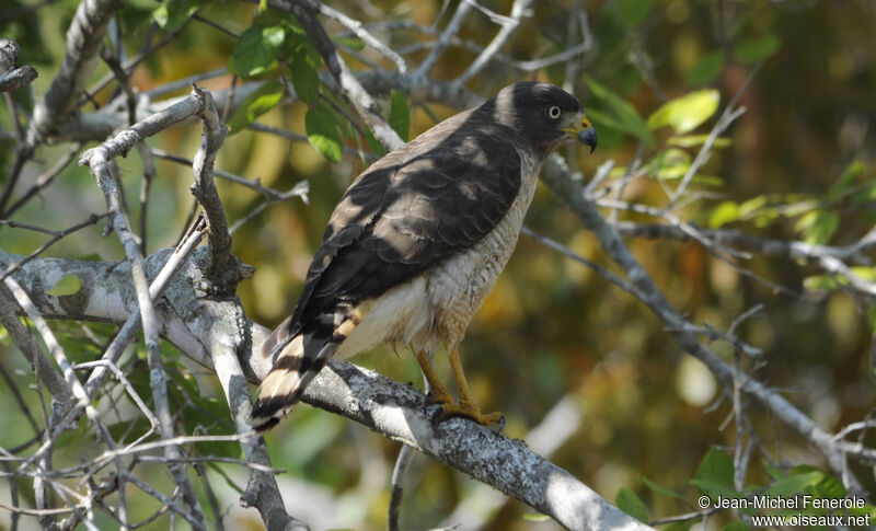 Roadside Hawk