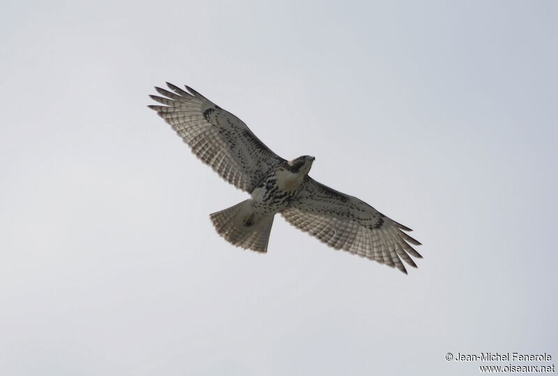 Red-tailed Hawk