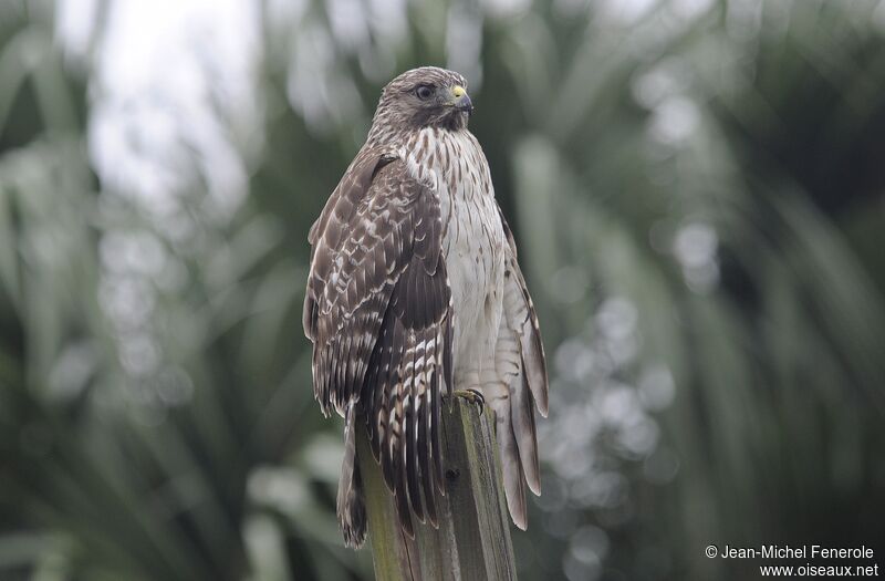 Red-tailed Hawk