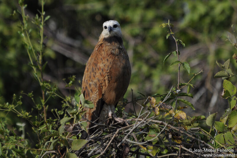 Black-collared Hawk