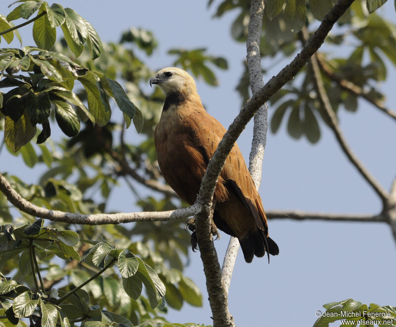 Black-collared Hawk