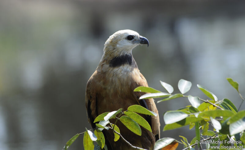 Black-collared Hawk