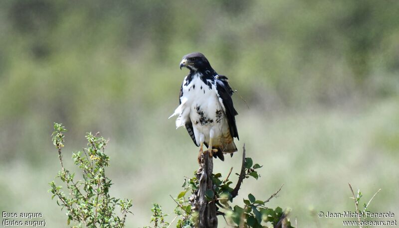 Augur Buzzard