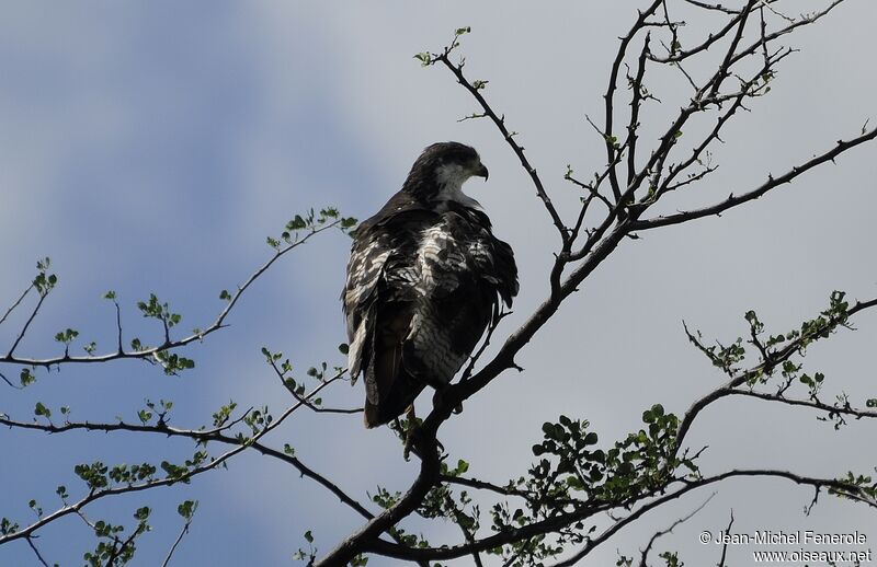 Augur Buzzard