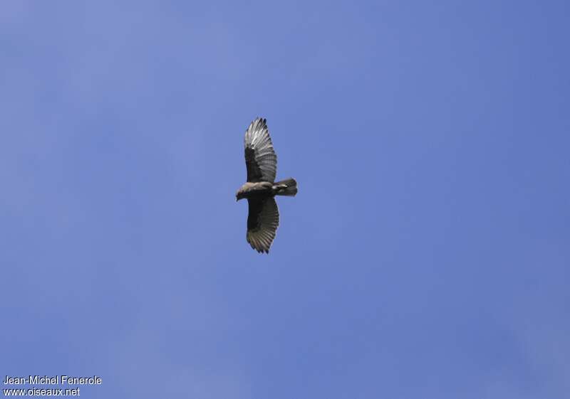 Hawaiian Hawk