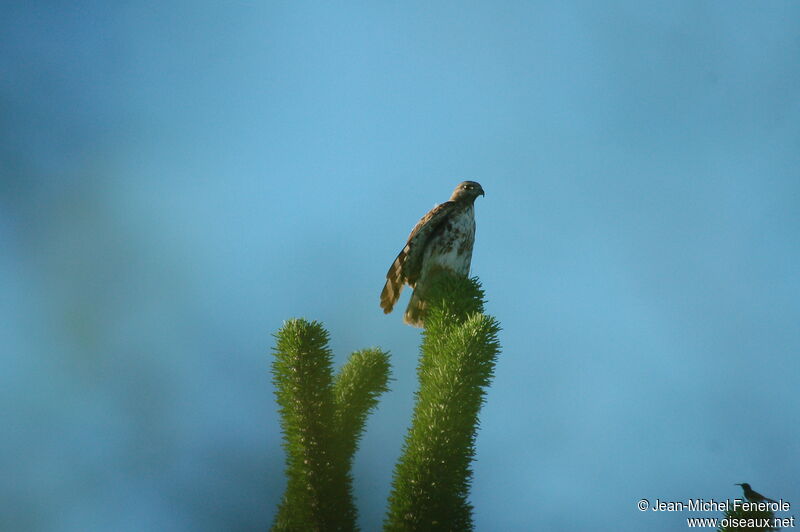 Madagascar Buzzardadult