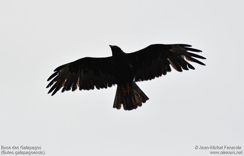 Galapagos Hawk