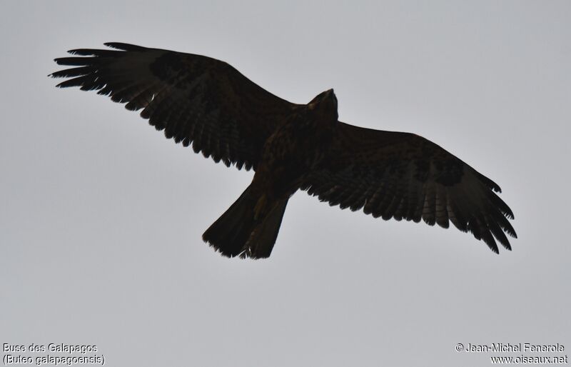 Buse des Galapagos