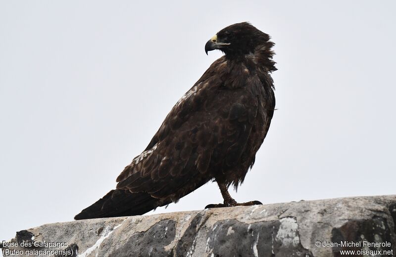 Galapagos Hawk