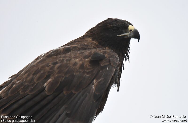 Galapagos Hawk