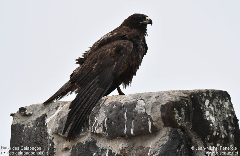 Galapagos Hawk