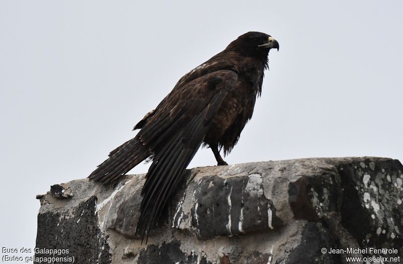 Buse des Galapagos