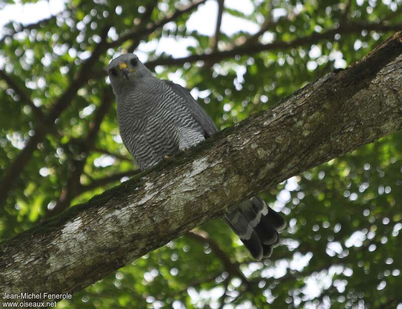 Grey Hawkadult, identification