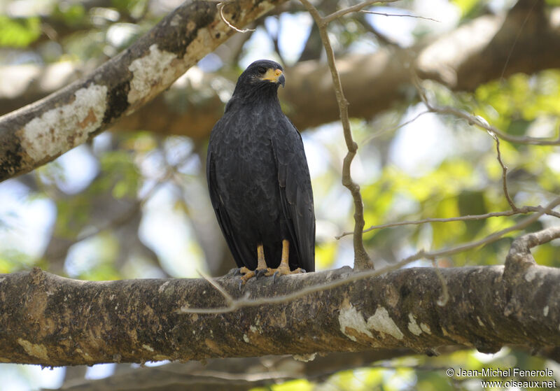 Common Black Hawk