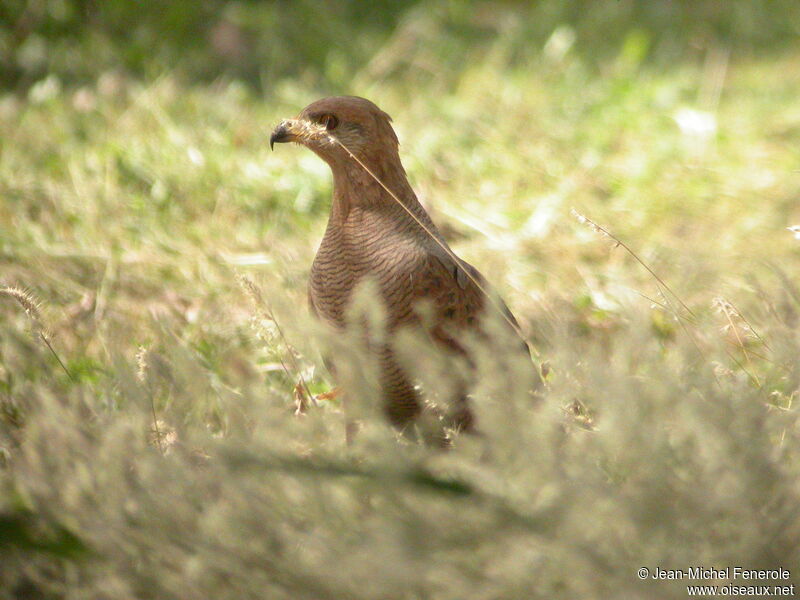 Savanna Hawk