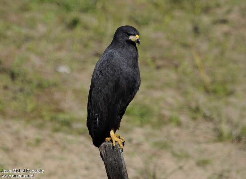 Great Black Hawkadult