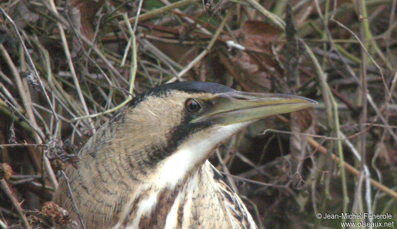 Eurasian Bittern