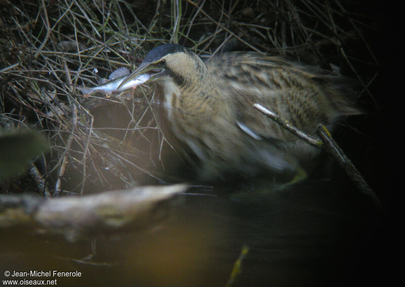 Eurasian Bittern, feeding habits, Behaviour