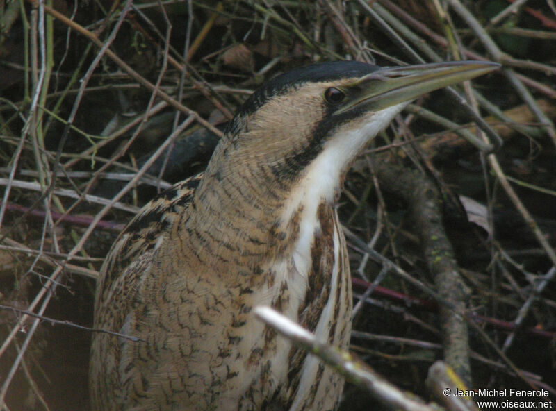 Eurasian Bittern